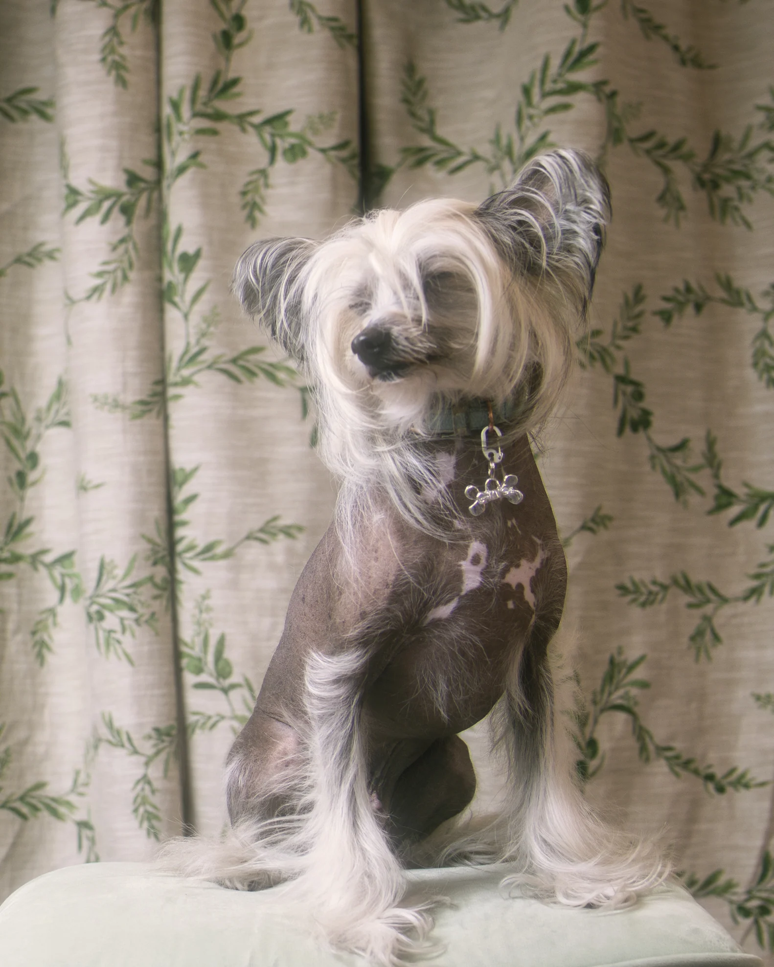 Big Stiff Bone Pet Tag - Image 3
